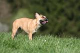 BOULEDOGUE FRANCAIS 1088